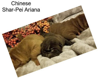Chinese Shar-Pei Ariana