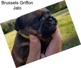 Brussels Griffon Jalo