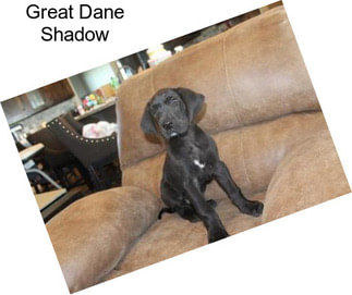 Great Dane Shadow