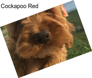 Cockapoo Red