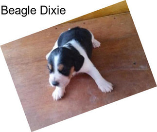 Beagle Dixie