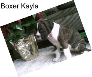 Boxer Kayla