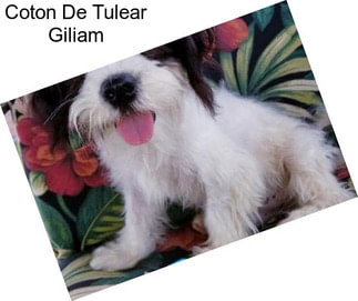 Coton De Tulear Giliam