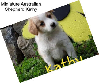 Miniature Australian Shepherd Kathy