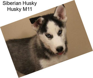 Siberian Husky Husky M11