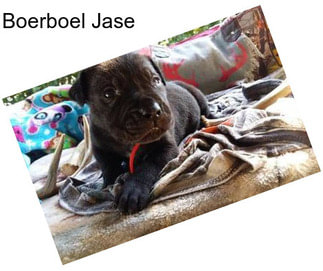 Boerboel Jase
