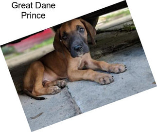 Great Dane Prince