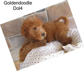 Goldendoodle Dol4