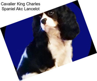 Cavalier King Charles Spaniel Akc Lancelot