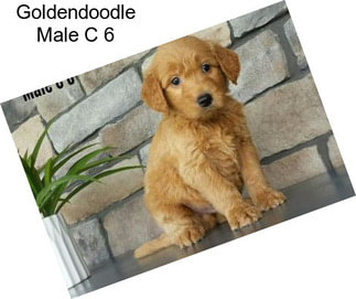 Goldendoodle Male C 6