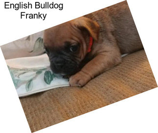 English Bulldog Franky