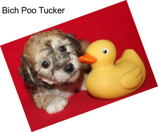 Bich Poo Tucker