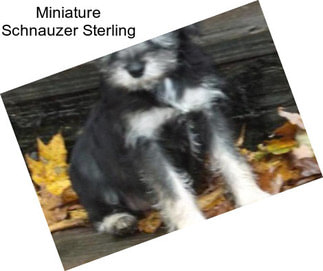 Miniature Schnauzer Sterling