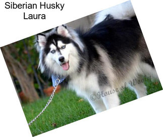 Siberian Husky Laura