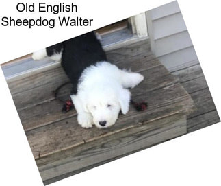 Old English Sheepdog Walter