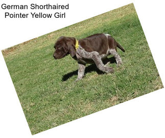 German Shorthaired Pointer Yellow Girl