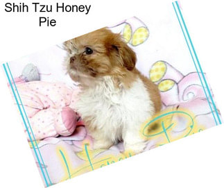 Shih Tzu Honey Pie