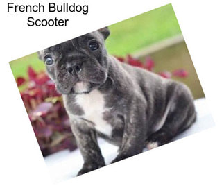 French Bulldog Scooter