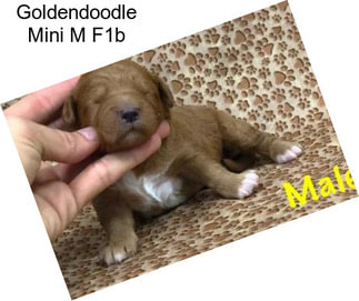 Goldendoodle Mini M F1b