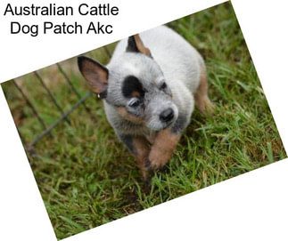 Australian Cattle Dog Patch Akc