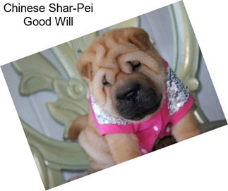 Chinese Shar-Pei Good Will