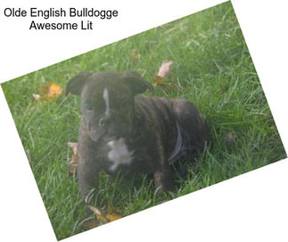 Olde English Bulldogge Awesome Lit