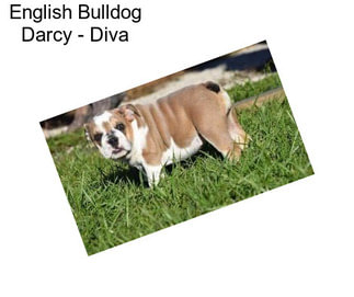 English Bulldog Darcy - Diva