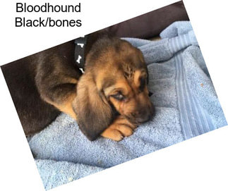Bloodhound Black/bones