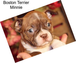 Boston Terrier Minnie