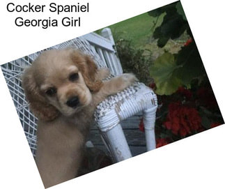 Cocker Spaniel Georgia Girl