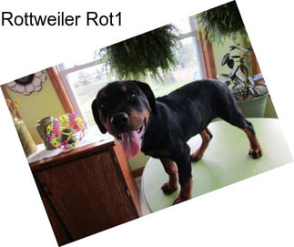 Rottweiler Rot1