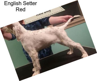 English Setter Red