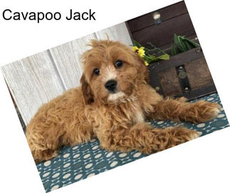 Cavapoo Jack