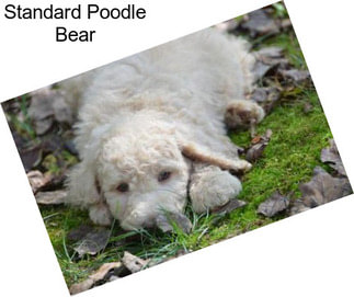 Standard Poodle Bear