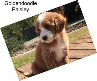 Goldendoodle Paisley