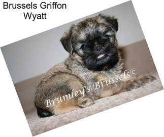 Brussels Griffon Wyatt