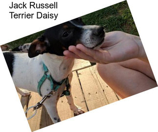 Jack Russell Terrier Daisy