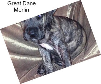 Great Dane Merlin