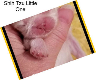 Shih Tzu Little One