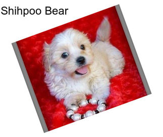Shihpoo Bear