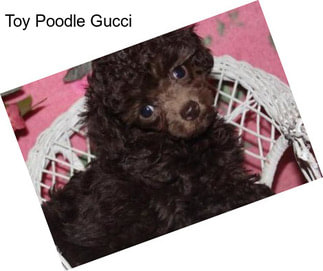 Toy Poodle Gucci