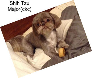 Shih Tzu Major(ckc)