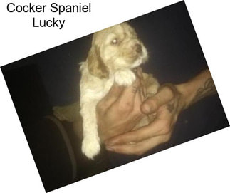 Cocker Spaniel Lucky