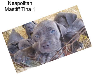Neapolitan Mastiff Tina 1