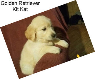 Golden Retriever Kit Kat