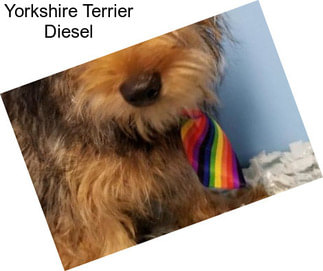 Yorkshire Terrier Diesel