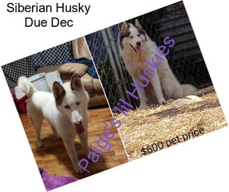 Siberian Husky Due Dec