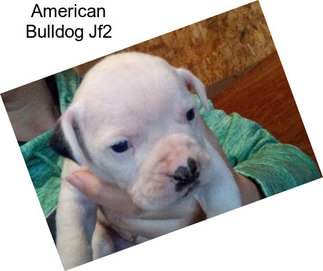 American Bulldog Jf2