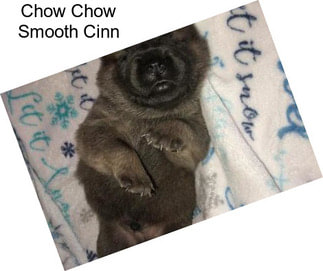 Chow Chow Smooth Cinn