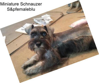 Miniature Schnauzer S&pfemaleblu